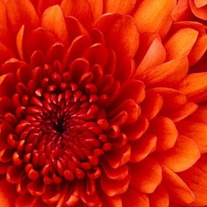 Meet your Posher, Kumi